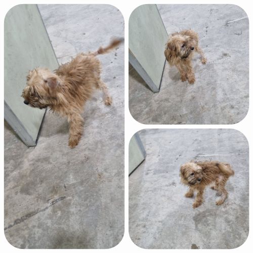 부안군 동물보호센터_445479202400487